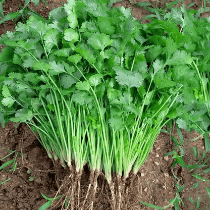Coriander Seeds Fresh Cilantro Herb Easy-to-Grow Kitchen Garden Seeds