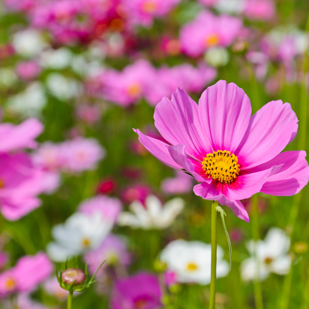 Cosmos Radiance Flower Annual Flower Seeds