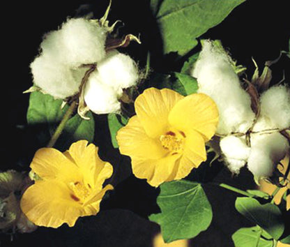 Cotton Gossypium Herbaceum – Levant Garden Vegetable Seeds