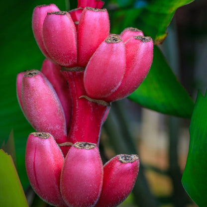 Pink Banana Seeds for Planting – Heirloom, Non-GMO, Musa Velutina, Easy to Grow