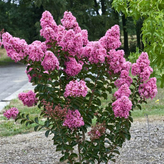 Delta Jazz Chocolate Mocha Crepe Myrtle Lagerstroemia Indica – Flowering Shrub Seeds