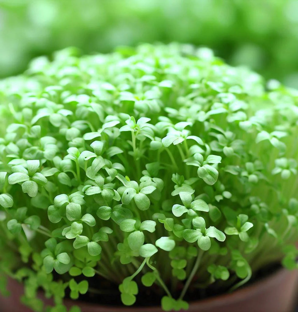 Cress Curled Peppergrass Lepidium Sativum – Fast-Growing Garden Herb Seeds