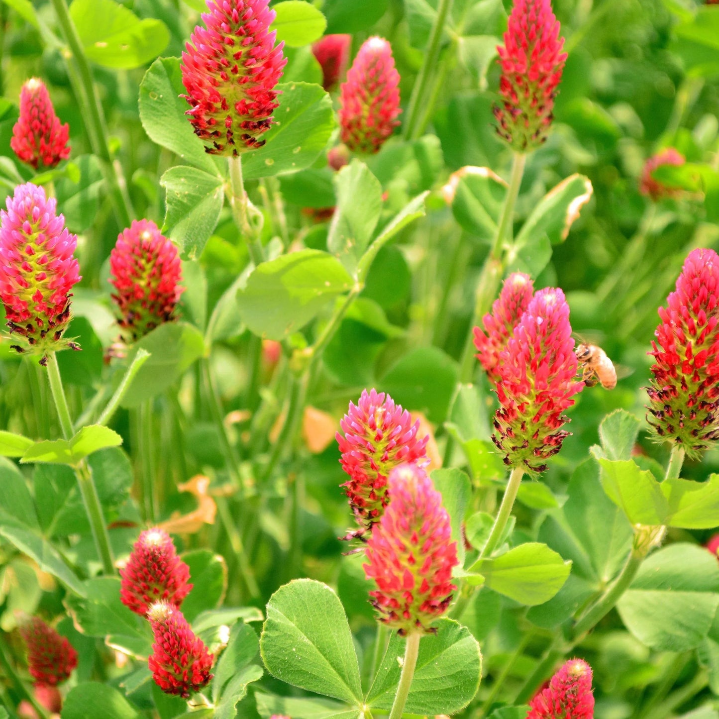 Clover Trifolium Incarnatum – Crimson Red Garden Seeds