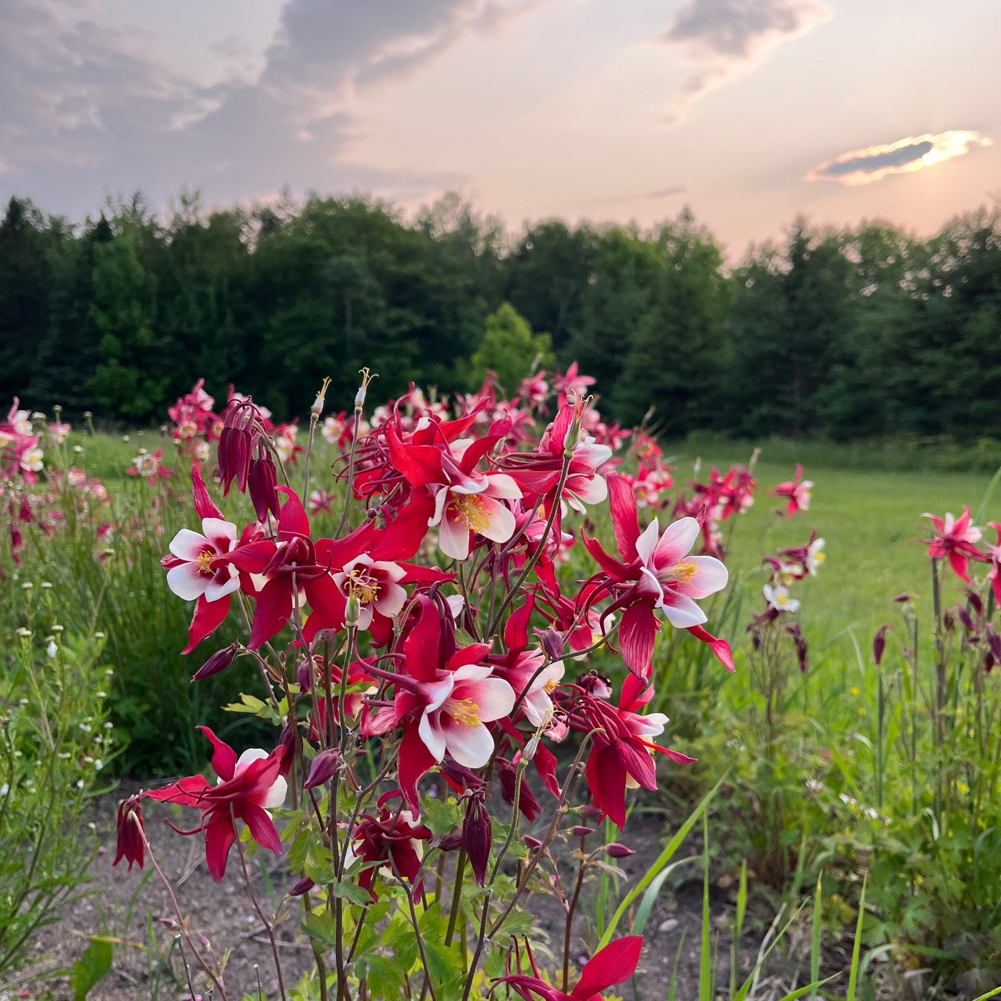 Red Star Aquilegia – Perennial Flower Seeds