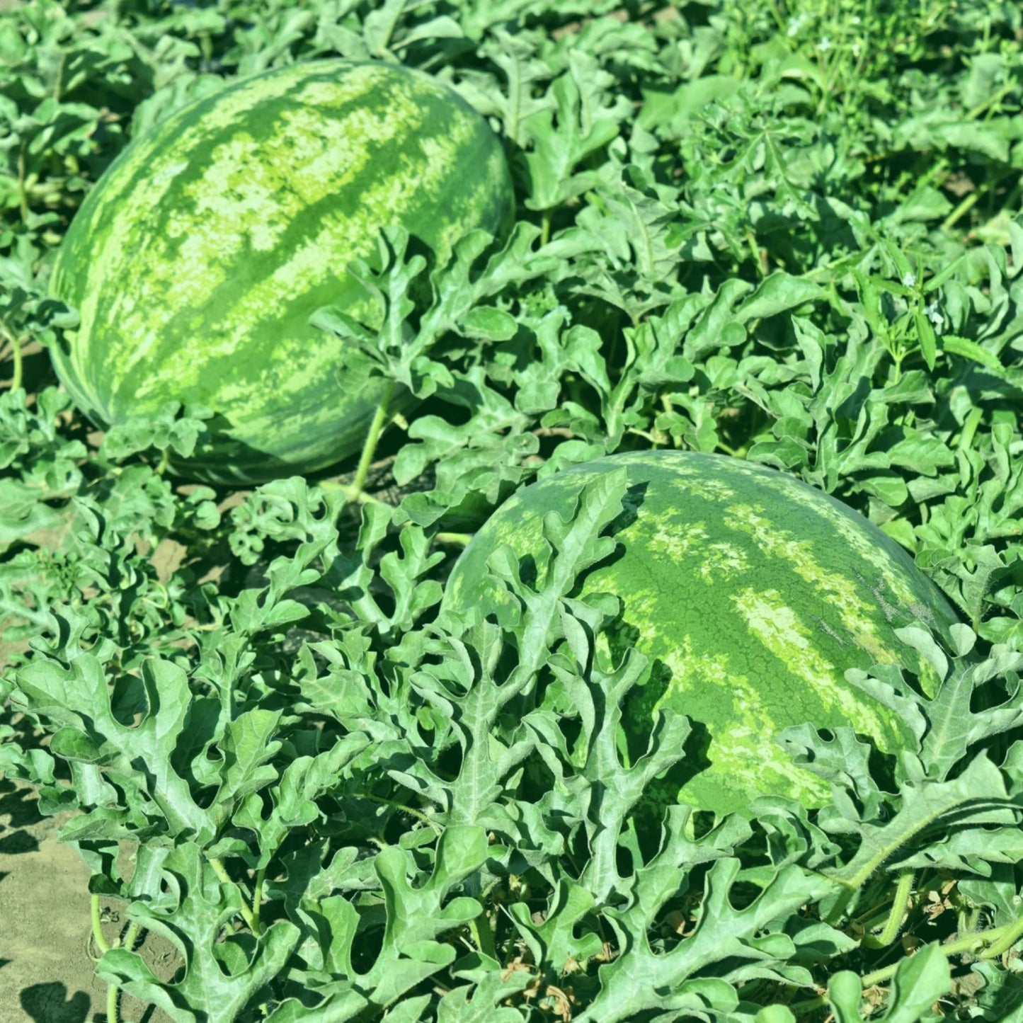 Crimson Sweet Watermelon Seeds – Heirloom, Non-GMO, High-Yield Sweet Red Flesh Variety