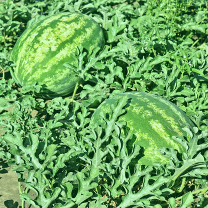 Crimson Sweet Watermelon Seeds – Heirloom, Non-GMO, High-Yield Sweet Red Flesh Variety