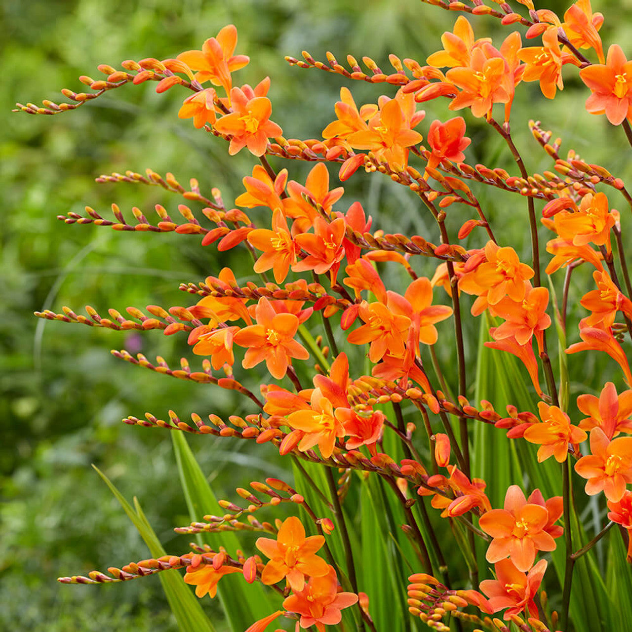 Orange Crocosmia Flower – Perennial Flower Seeds