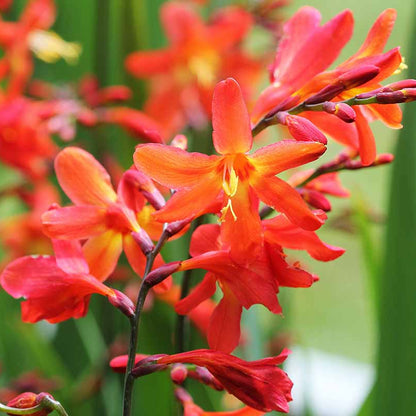 Orange Crocosmia Flower – Perennial Flower Seeds