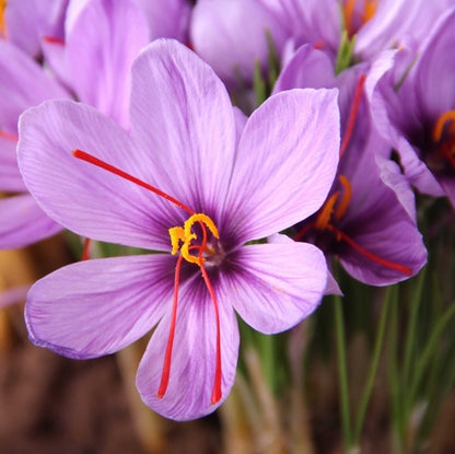 Crocus Sativus Seeds Saffron Flower Plant Grow Your Own Saffron at Home