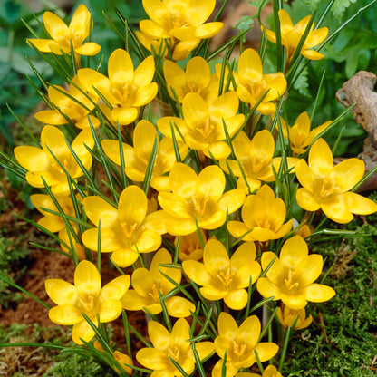 Yellow Saffron Crocus Bulbs – Rare Yellow Flowering Crocus for Gardens