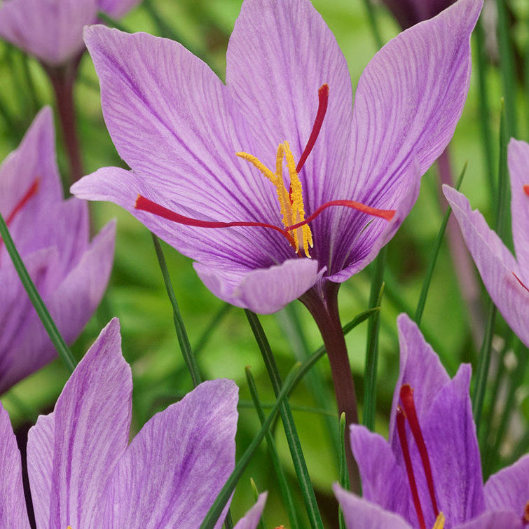 Crocus Sativus Seeds Saffron Flower Plant Grow Your Own Saffron at Home