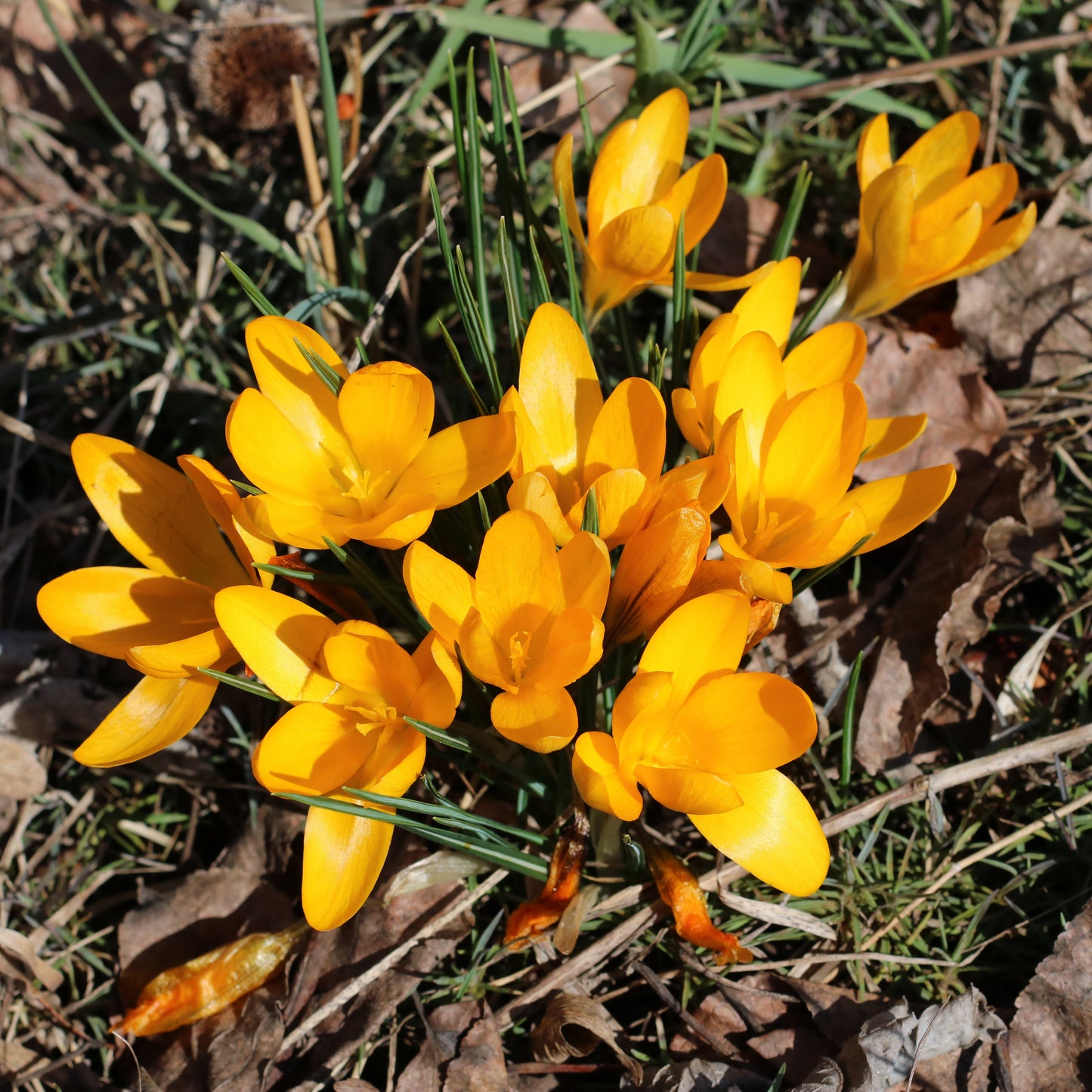 Yellow Saffron Crocus Bulbs – Rare Yellow Flowering Crocus for Gardens