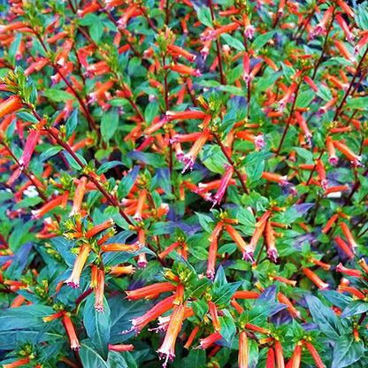 Cuphea David Verity Seeds Orange Cigar Plant Hummingbird Magnet Perennial