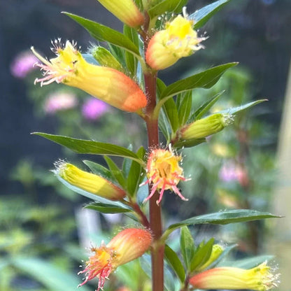 Cuphea micropetala Seeds – Candy Corn Plant, Heirloom, Non-GMO, Easy to Grow, Perennial