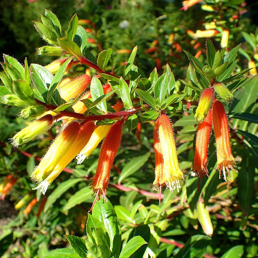 Cuphea micropetala Seeds – Candy Corn Plant, Heirloom, Non-GMO, Easy to Grow, Perennial