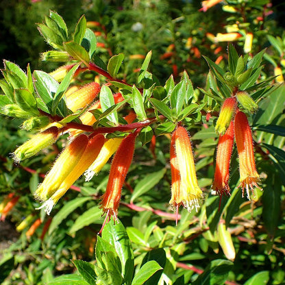 Cuphea micropetala Seeds – Candy Corn Plant, Heirloom, Non-GMO, Easy to Grow, Perennial