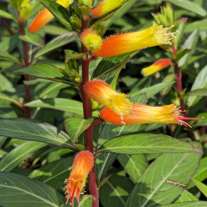 Cuphea micropetala Seeds – Candy Corn Plant, Heirloom, Non-GMO, Easy to Grow, Perennial