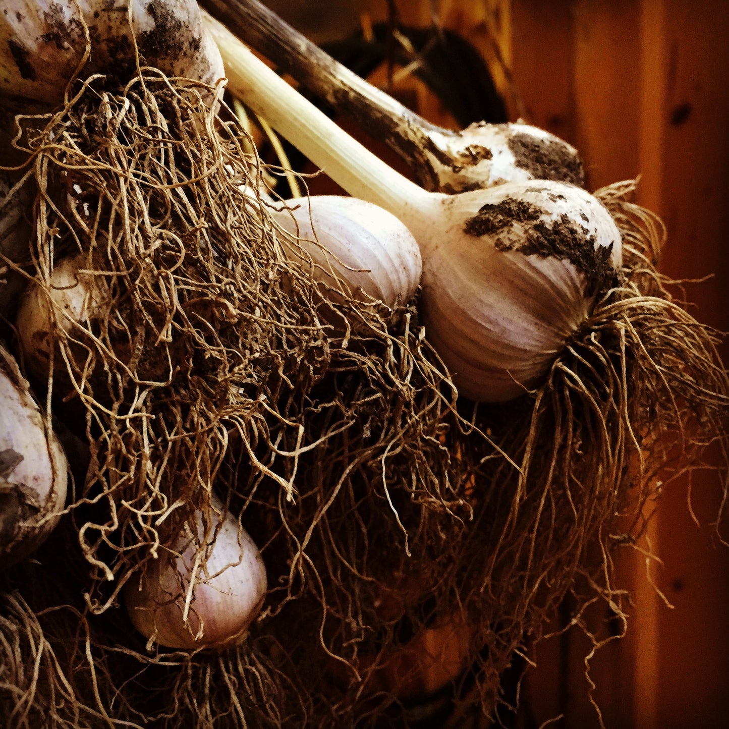 Elephant Garlic – Large Vegetable Garden Seeds