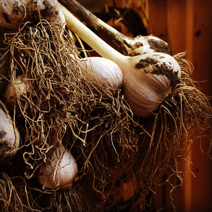 Elephant Garlic – Large Vegetable Garden Seeds