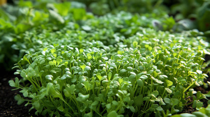 Cress Curled Peppergrass Lepidium Sativum – Hardy Garden Herb Seeds