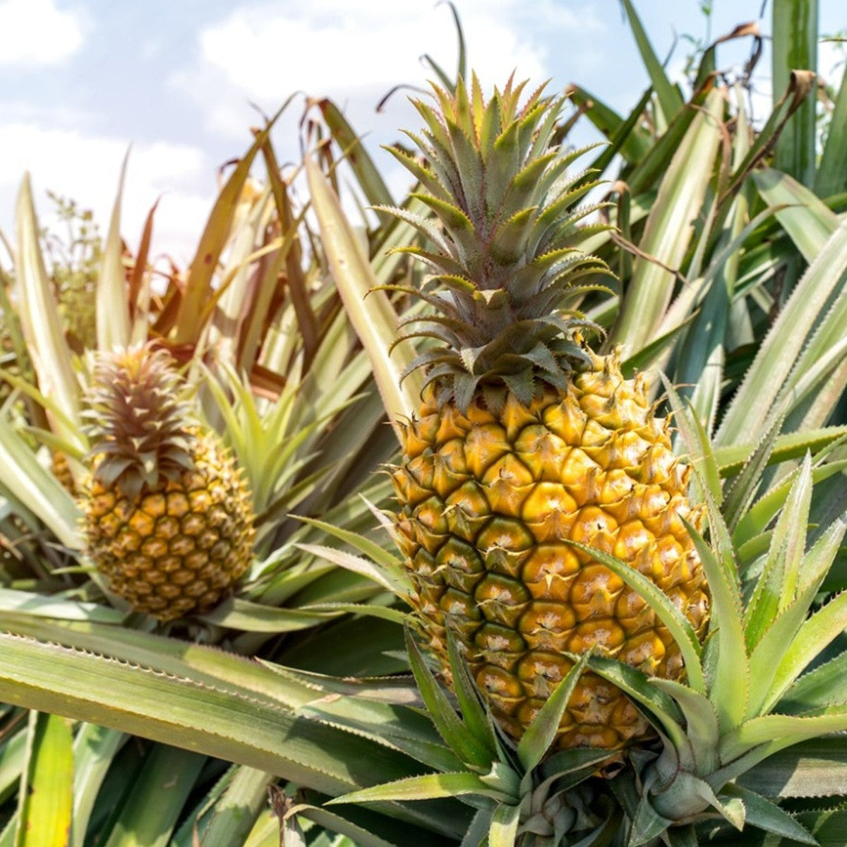 Pineapple Seeds Ananas Comosus Tropical Fruit Plant Sweet, Juicy and Easy to Grow