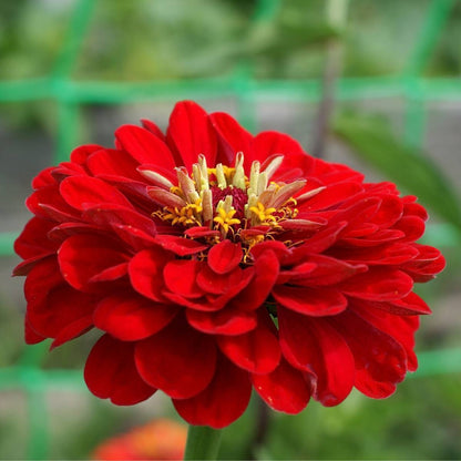 Zinnia Zinnia Elegans – Cherry Queen Flower Seeds