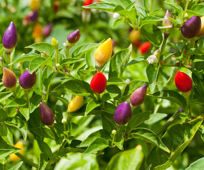 Chili Pepper Prairie Fire Capsicum Annuum – Ornamental Garden Vegetable Seeds