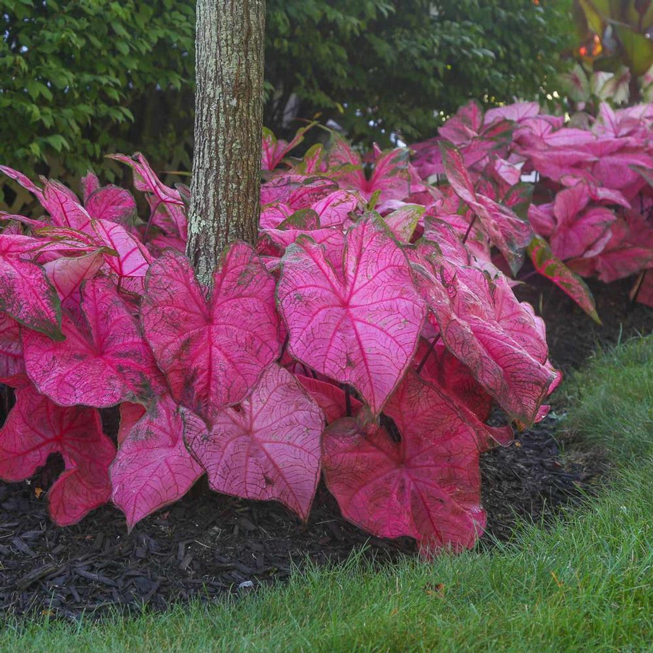 Caladium bicolor ‘Fannie Munson’ Ornamental Plant with Pink and Green Foliage