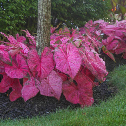 Caladium bicolor ‘Fannie Munson’ Ornamental Plant with Pink and Green Foliage