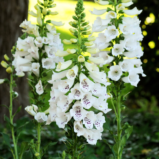 Digitalis Pure White – Garden Flower Seeds