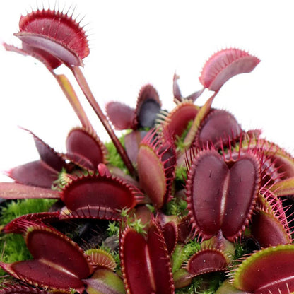 Venus Flytrap ‘Akai Ryu’ Seeds – Heirloom, Non-GMO, Carnivorous Plant Variety