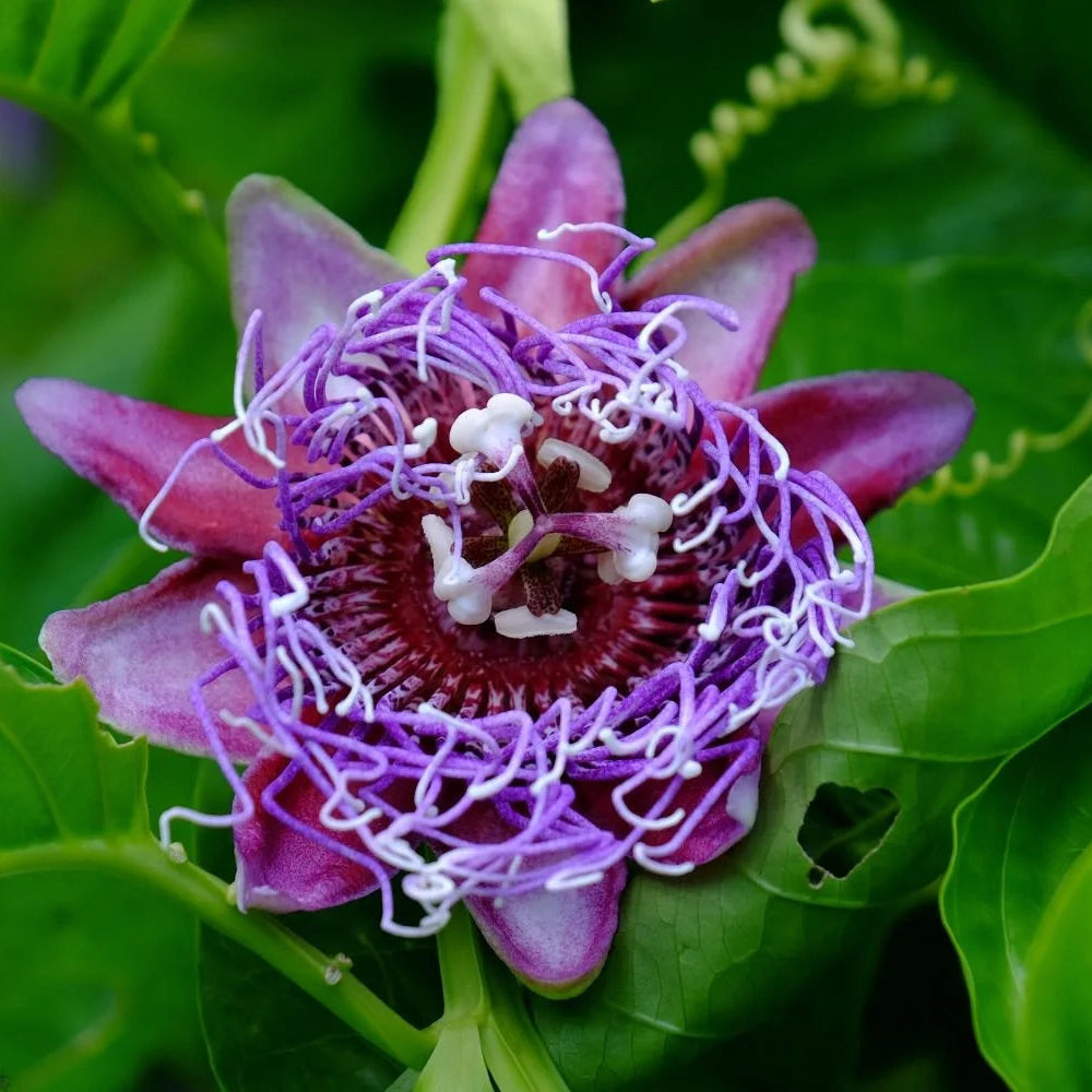 Passiflora quadrangularis Seeds – Giant Granadilla Passion Flower Vine, Tropical Climbing Plant