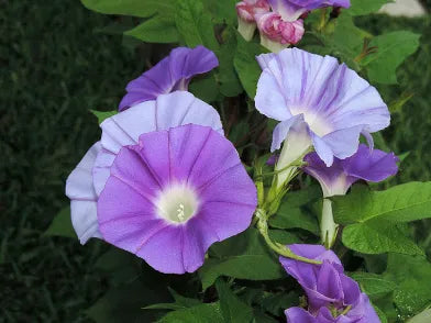 Marie Wells Japanese – Garden Flower Seeds
