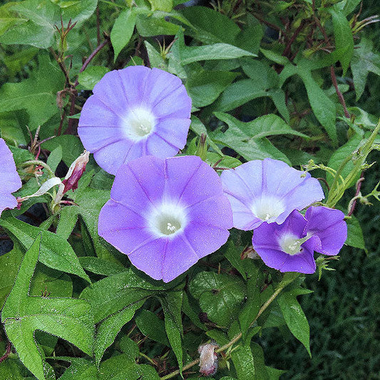Marie Wells Japanese – Garden Flower Seeds