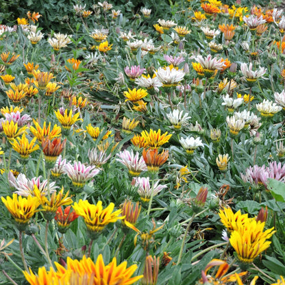 Sunshine Mixed Gazania – Annual Flower Seeds