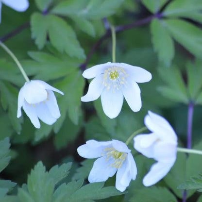 Wild Woodland Flower Seeds for Planting – Heirloom, Non-GMO, Shade-Tolerant Forest Blend