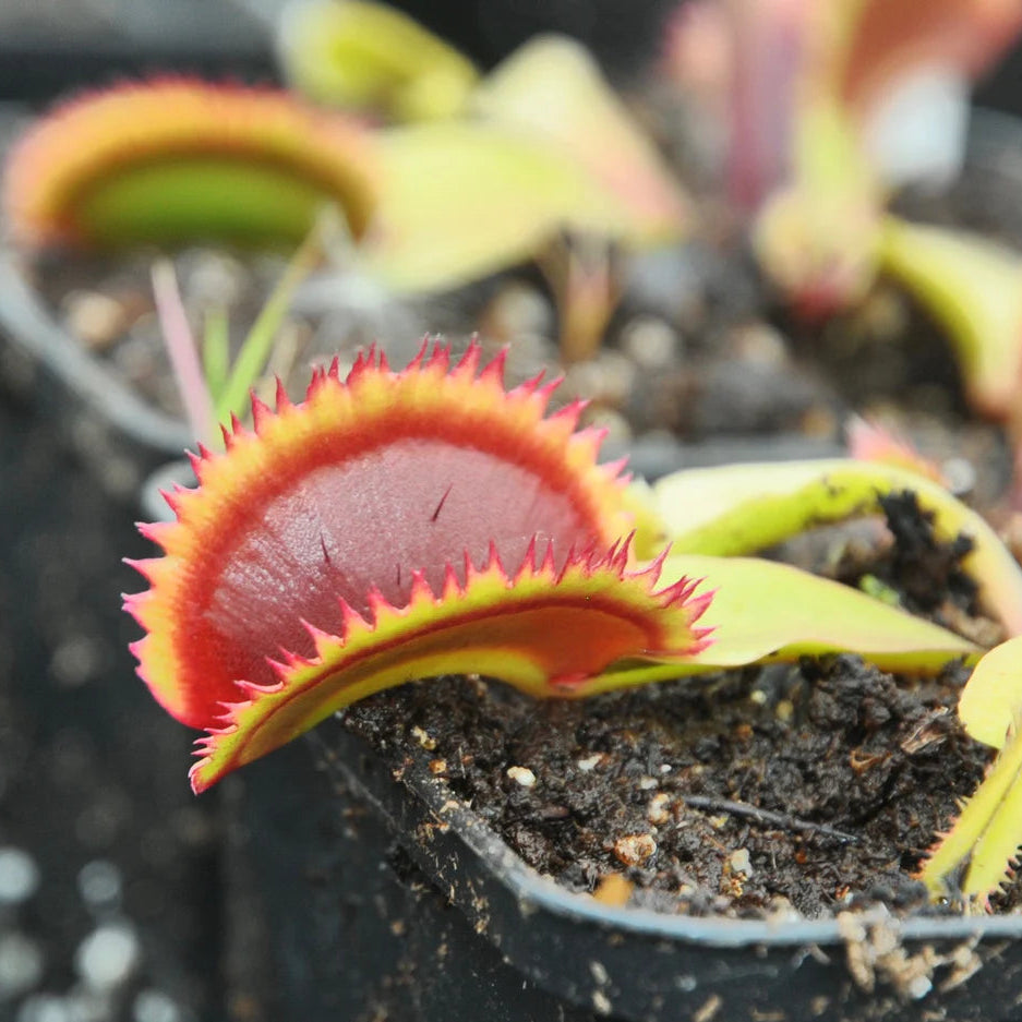 Venus Flytrap ‘Sawtooth’ Seeds – Non-GMO, Heirloom, Easy to Grow Carnivorous Plant Variety