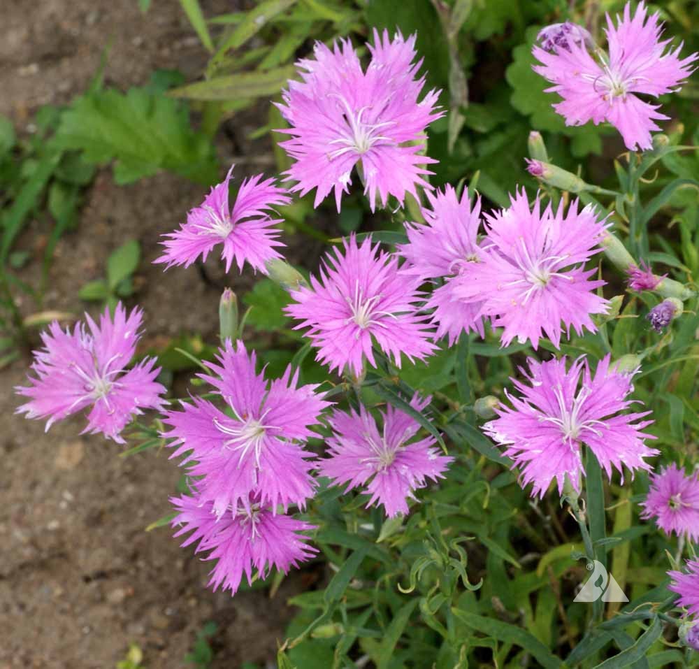 Pinks Dianthus Superbus – Fringed Garden Flower Seeds