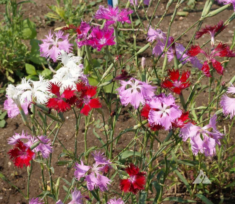 Pinks Dianthus Superbus – Fringed Garden Flower Seeds
