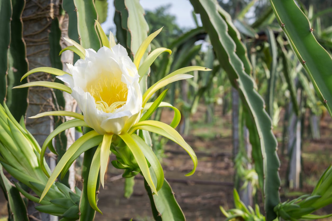 Dragon Fruit Pitaya – Fruit Garden Seeds with Spectacular Flowers