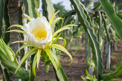 Dragon Fruit Pitaya – Fruit Garden Seeds with Spectacular Flowers