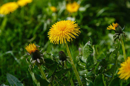 Dandelion – Perennial Herb and Salad Seeds