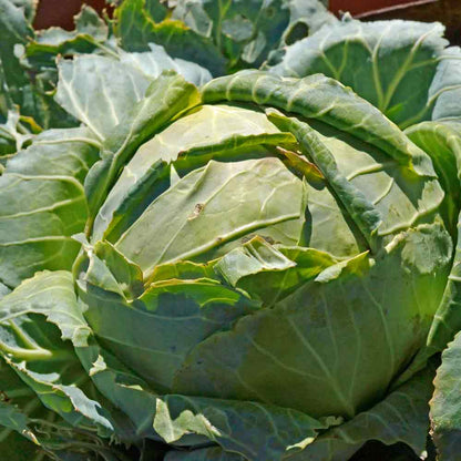 Cabbage Danish Ballhead Brassica Oleracea – Vegetable Garden Seeds