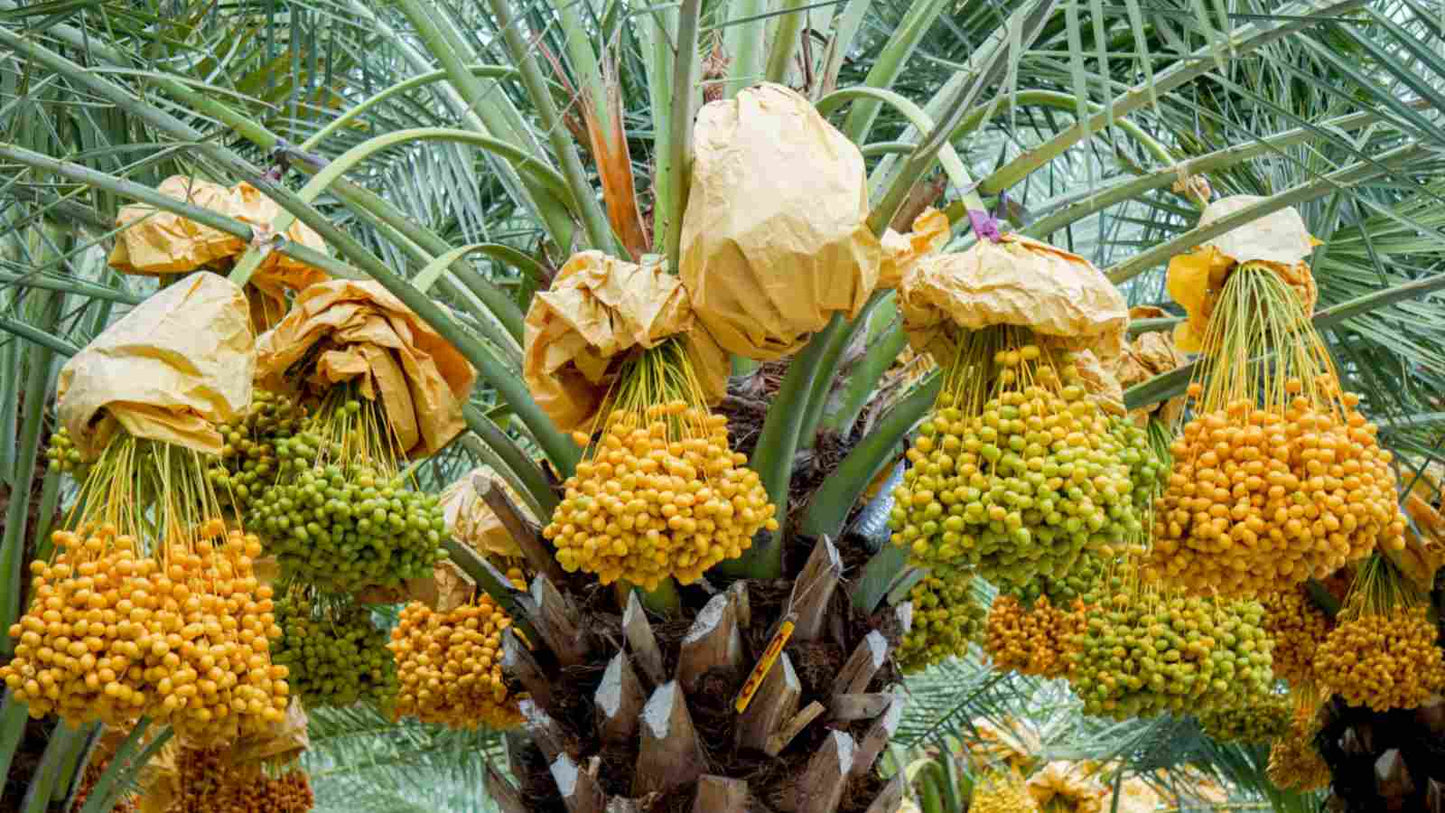 Chinese Date Tree – Hardy Fruit Tree Seeds