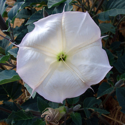 Sacred Datura Moonflower – Ornamental Flower Seeds