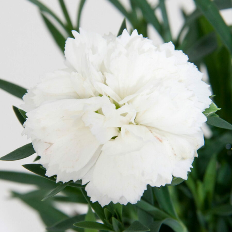 Carnation Dianthus Caryophyllus – Grenadin White Flower Seeds