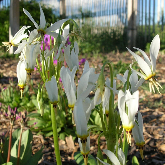 Dodecatheon White Meadia – Perennial Flower Seeds