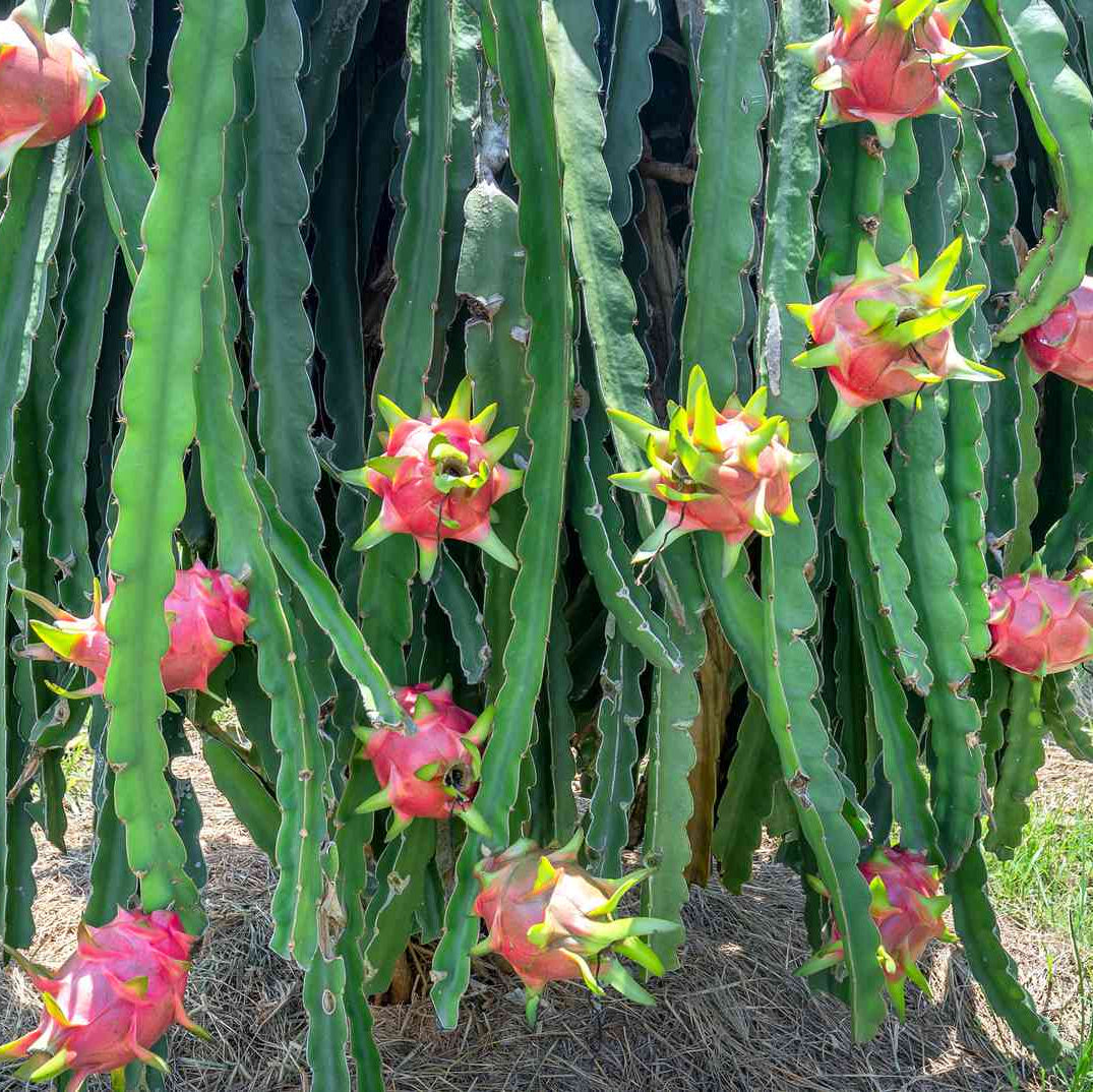Dragon Fruit (Pitaya) Live Plant in Nursery Pot – Heirloom, Non-GMO, Easy to Grow, Perennial