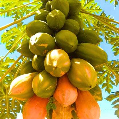 Dwarf Cylindrical Papaya Seeds – Compact Variety, High Yield, Easy to Grow