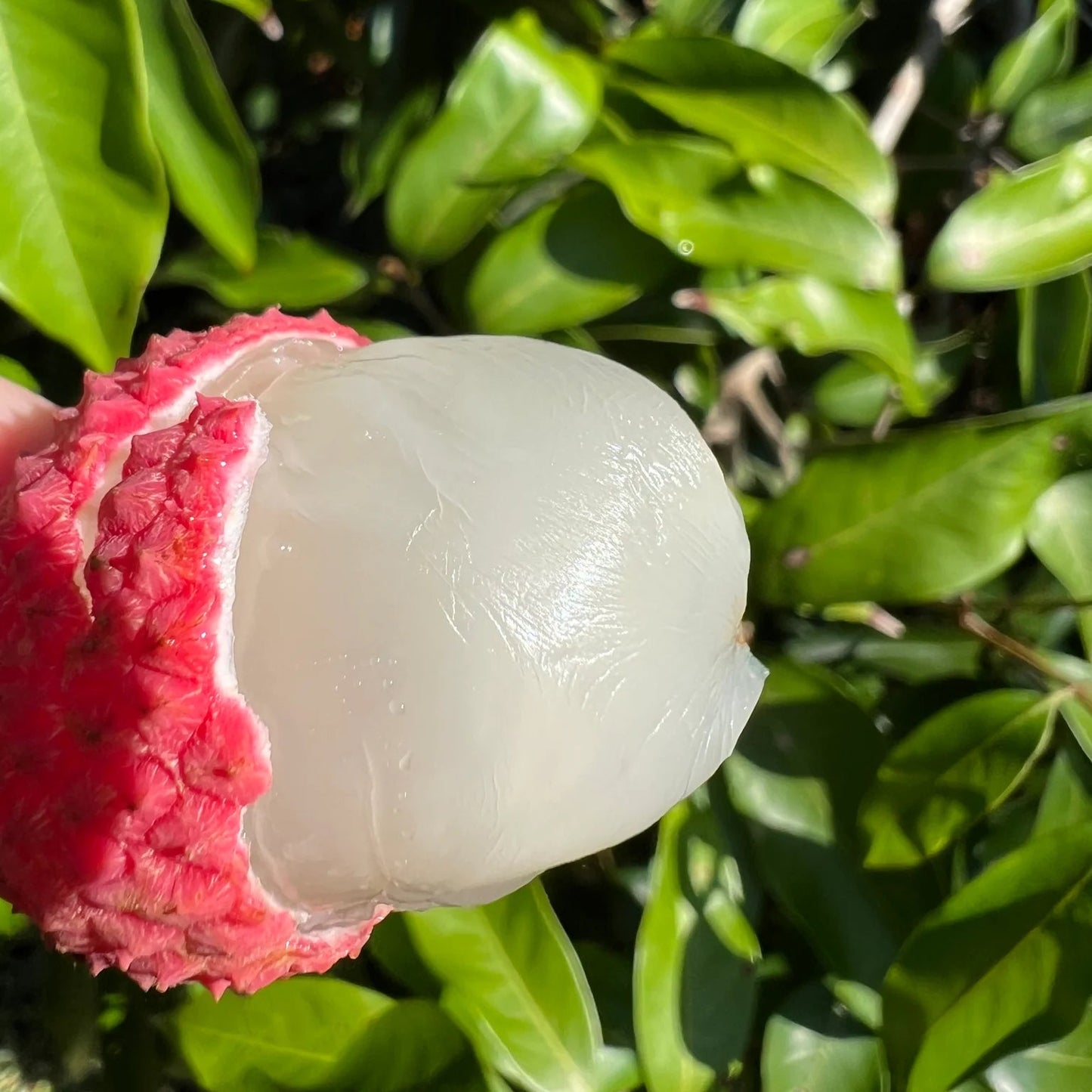 Brewster Lychee Seeds (Litchi chinensis) – Heirloom, Non-GMO, Tropical Fruit Variety